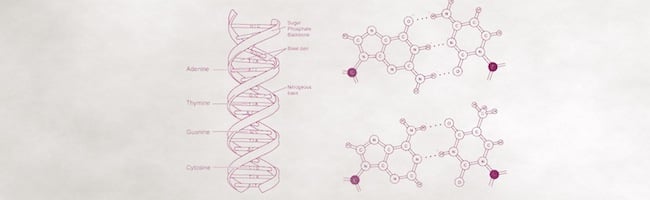 A votre avis, combien on met de DivX dans un brin d’ADN ?
