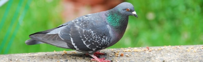 pigeon-voyageur