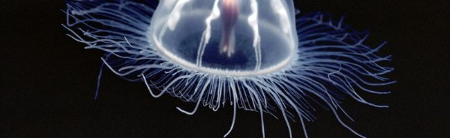 transparent-jellyfish-689547-sw
