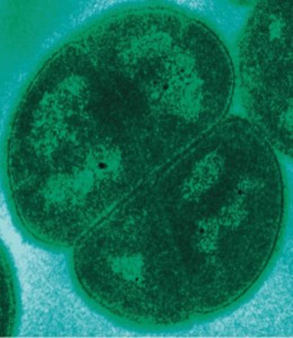 Illustration de bactéries sous un microscope