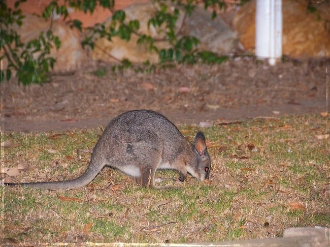 Kangourou roux en Australie du sud