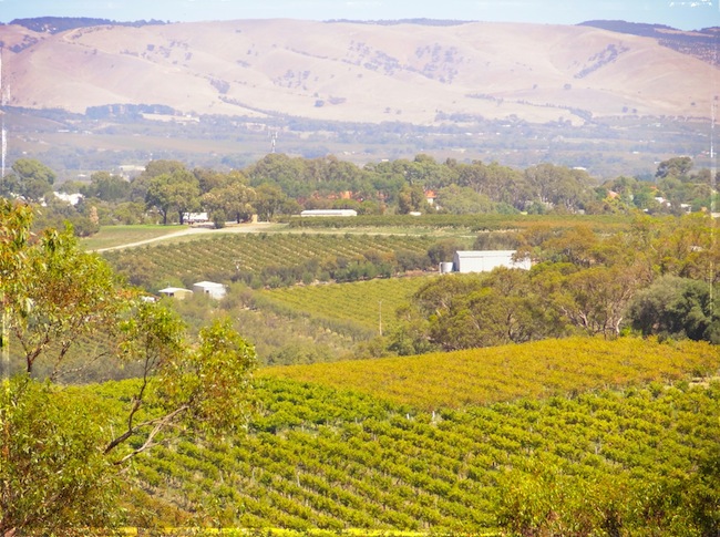 Vin de la Barossa Valley en Australie du sud