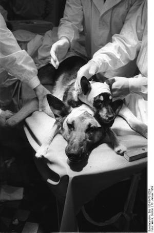 Kopftransplantation durch Physiologen Demichow