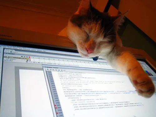 chat roux sur un ordinateur portable