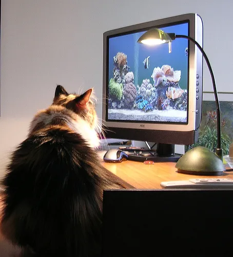 chaton jouant avec une souris d'ordinateur