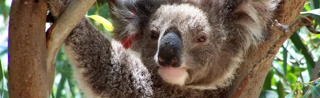 Ubuntu mascott Karmic Koala