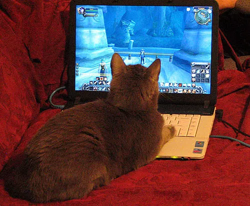 chat regardant l'écran d'un ordinateur de bureau